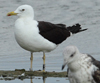 1cy fuscus in August, ringed in Finland. (81365 bytes)